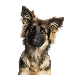 Close-up of a German Shepherd Dog puppy