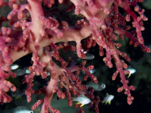 Category Wildlife DE Prints: Close-up of Godeffroy's soft coral (Siphonogorgia godeffroyi) and fish