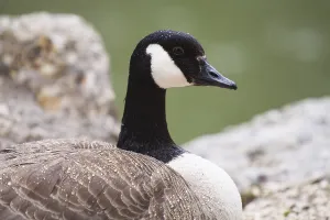 Close-up of a goose head with high-contrast black and white feather details