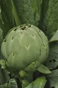 Close-up of a green artichoke surrounded by lush leaves