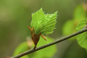 Close-up of a green bud with delicate leaves on a branch in spring