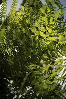 Close-up of green ferns glowing in the sunlight