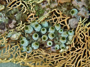 Category Wildlife DE Prints: Close-up of green tubular organisms