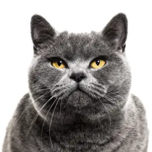 Close-up on a Grey british shorthair cat
