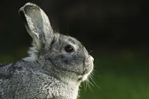Close-up of a grey hare against a dark background