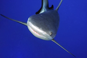 Close-up of grey reef shark (Carcharhinus amblyrhynchos) swimming aggressively towards viewer