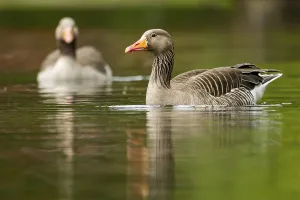 Close-up of a Greylag Goose (Anser anser) swimming in the water in spring
