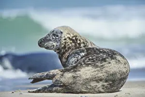 Close-up of harbor or harbour seal (Phoca vituliana vitulina) in spring (april)