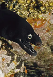 Close-up of head of black moray eel (Muraena augusti)