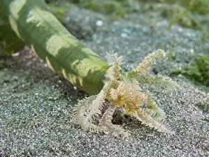 A close-up of the head of a Feather mouth sea cucumber (Synapta maculata) on a sandy bottom