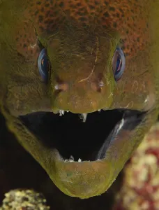 Close-up, head of a giant moray (Gymnothorax javanicus)