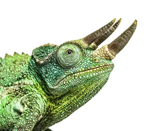 Close-up on a head of a Jackson's horned chameleon