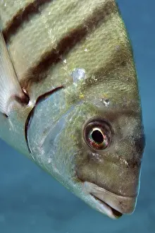 Close-up of head of large white seabream (Diplodus sargus)