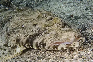 Close-up of head and mouth of crocodile fish (Papilloculiceps longiceps)