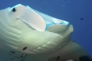 Close-up of head of pelagic manta ray (Manta birostris) with wing lobes and gills