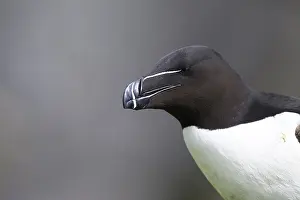 Close-up of the head of a razorbill (Alca torda) with focussed view of the beak