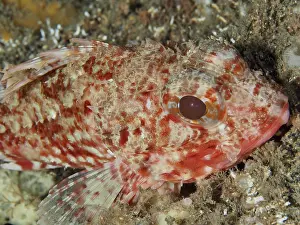 Close-up of the head of a Small red scorpionfish (Scorpaena notata)