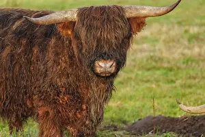 Close-up of a Highland cattle with visible horns and shaggy fur