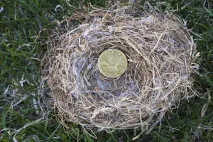 Close-up of Housefinch, Haemorhous mexicanus bird nest with Canadian one dollar coin on a green grass background