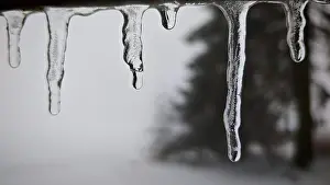 Close-up of icicles against snowy
