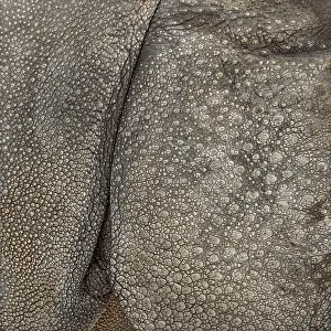 Close-up on Indian rhinoceros skin