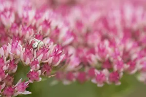 Close-up of the inflorescence of a stonecrop (Hylotelephium telephium (L)