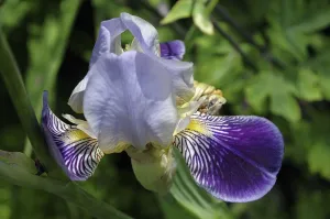 Close-up of an iris flower with purple and yellow petals