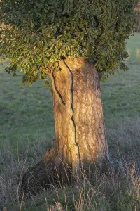 Close-up of ivy (Hedera helix) growing on a spruce (Picea)