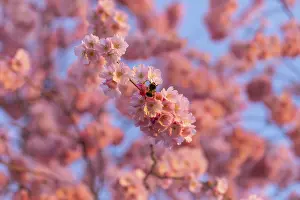 Close-up of a Japanese cherry blossom