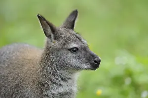 Close-up of a kangaroo in front of a green
