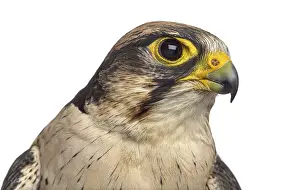 Close-up of a Lanner falcon - Falco biarmicus (7 years old) in front of a white background