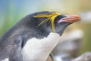 Close-up of a macaroni penguin (Eudyptes chrysolophus)
