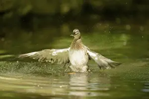 Close-up of a mallard or wild duck (Anas platyrhynchos) on a little lake in spring