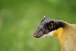 Close-up of a marten's head with a green background