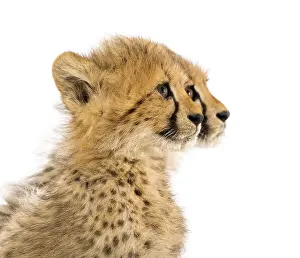 Close-up on a three months old cheetah cubs