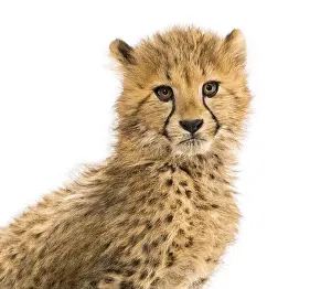 Close-up on a three months old cheetah cubs