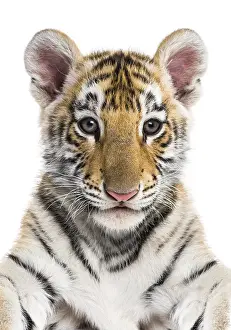 Close-up on a Two months old tiger cub against white background