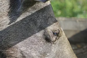Very close-up of a moose with focus on the eye