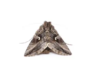 Close-up moth isolated on a white background