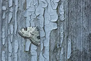 Close-up of Mottled Gray Carpet moth (cladara limitaria) on wall