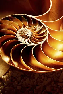 Close-up detail of a Nautilus shell on a ground terrain background