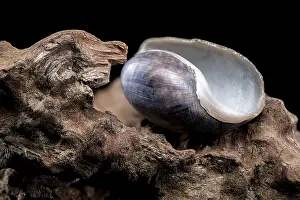 Close-up of a Nerite snail shell resting on textured driftwood against a black background