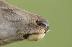 Close-up of the nose of a stag on a green background