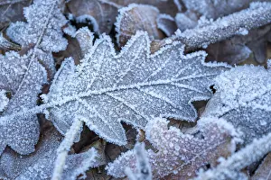 Close-up of an oak leaf (Quercus) covered with frost and ice crystals on the ground of a winter forest