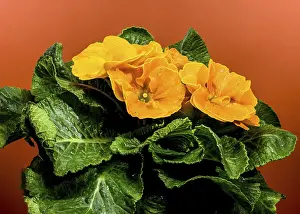 Close-up of orange primula flowers with orange centers and green leaves