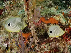 Close-up of a pair of Four-eye Butterflyfish (Chaetodon capistratus) on a tropical coral reef