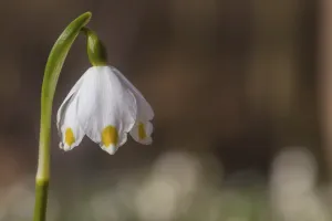 Close-up patron cup flower