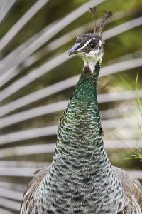 Close-up of a peacock with detailed green feathers