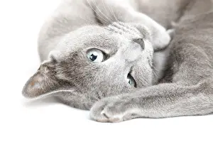 Framed Print : Close-up photo of the gray pussy cat laying