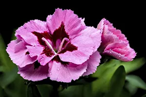 A close-up photo of a pink carnation with delicate dew drops